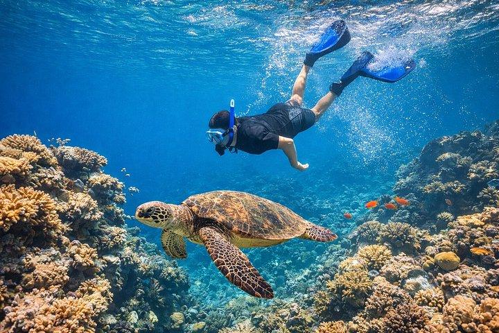 初心者のためのイントロダイビング2ストップ、ランチ付きクルーズ–フルガダ