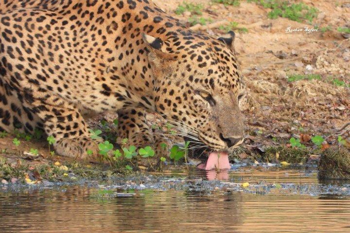 Yala National Park meio dia de vida selvagem Jeep Safari by Roshan Safari
