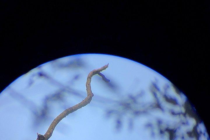現地ナチュラリストガイド付きモンテベルデ野生動物発見ツアー