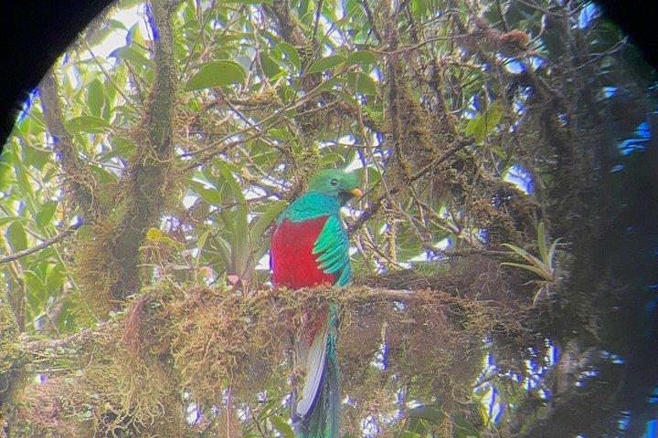 現地ナチュラリストガイド付きモンテベルデ野生動物発見ツアー