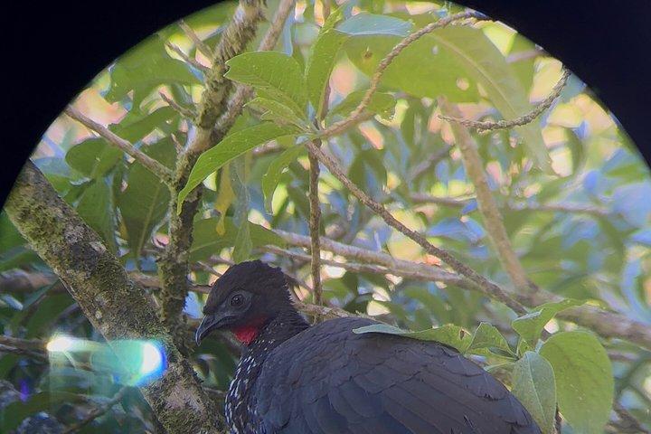 現地ナチュラリストガイド付きモンテベルデ野生動物発見ツアー