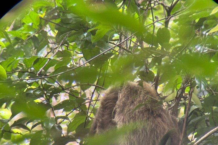 現地ナチュラリストガイド付きモンテベルデ野生動物発見ツアー
