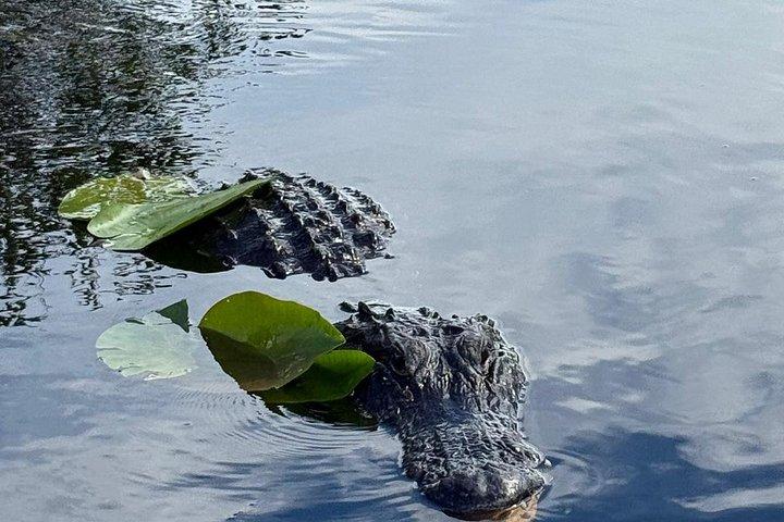 Everglades private e tour della città combinati