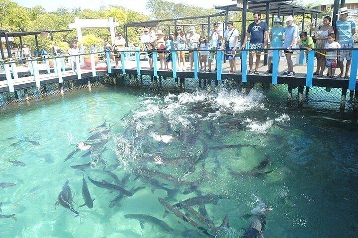 ロサリオ諸島ツアー（シュノーケル、チョロン、ランチ付き）