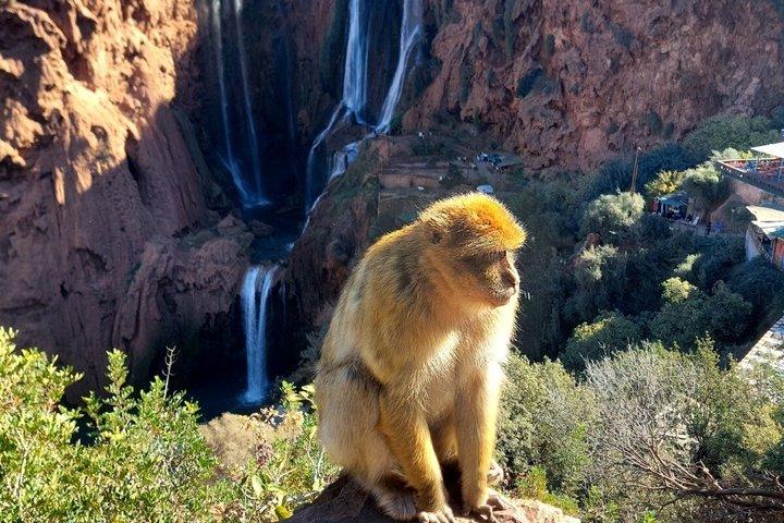 マラケシュからのウーズードの滝の旅：ボート乗り＆オプショナルランチ