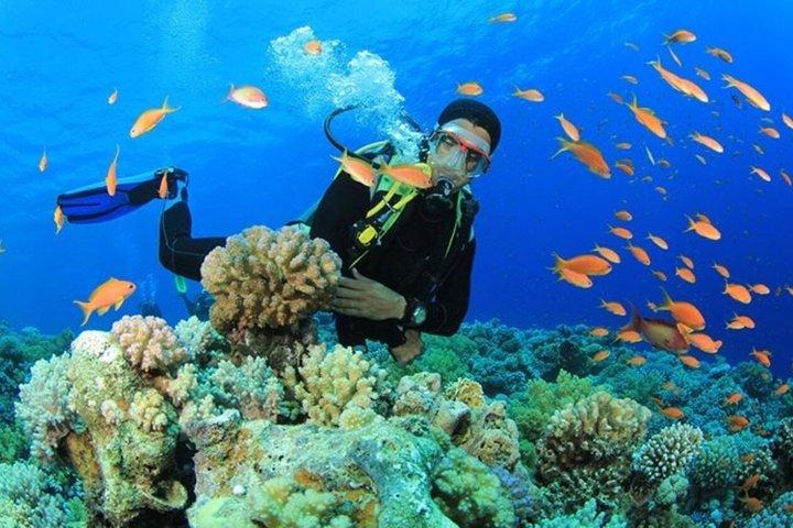 Dykning for begyndere 2 Dive, Lunch & Transfer: Hurghada