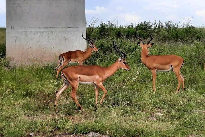 8 - デイプライベートケニアサファリ、ワイルドライフ＆ワタムビーチ体験