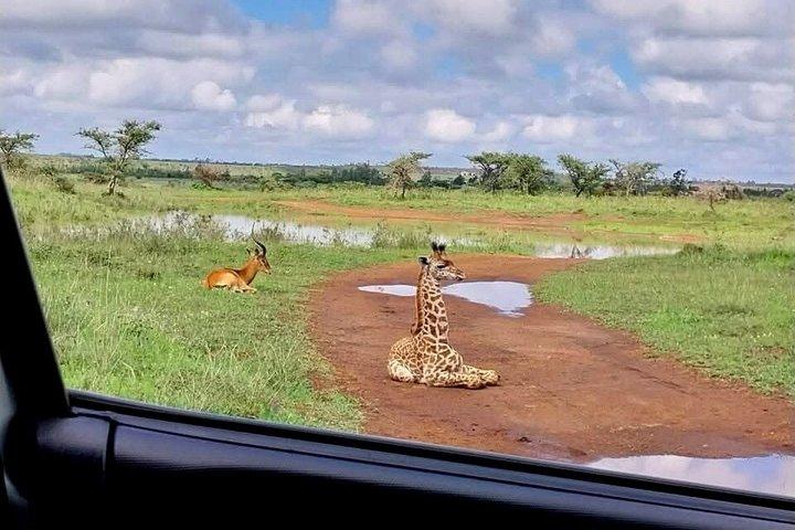 8 - デイプライベートケニアサファリ、ワイルドライフ＆ワタムビーチ体験