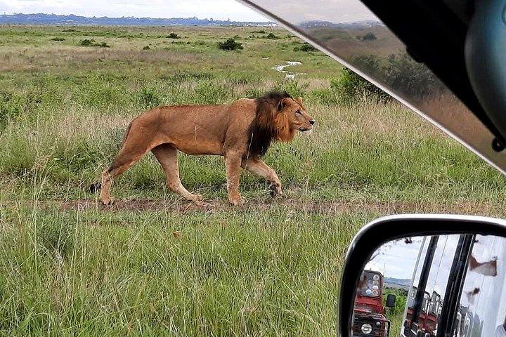 8 - デイプライベートケニアサファリ、ワイルドライフ＆ワタムビーチ体験
