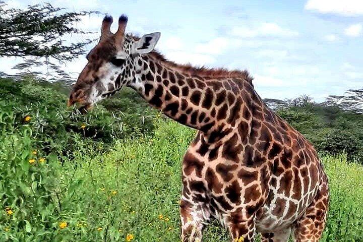 8 - デイプライベートケニアサファリ、ワイルドライフ＆ワタムビーチ体験
