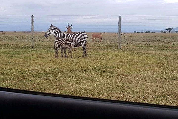 8 - デイプライベートケニアサファリ、ワイルドライフ＆ワタムビーチ体験