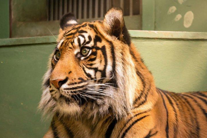 Prag Zoo-biljett med onlineljudguide