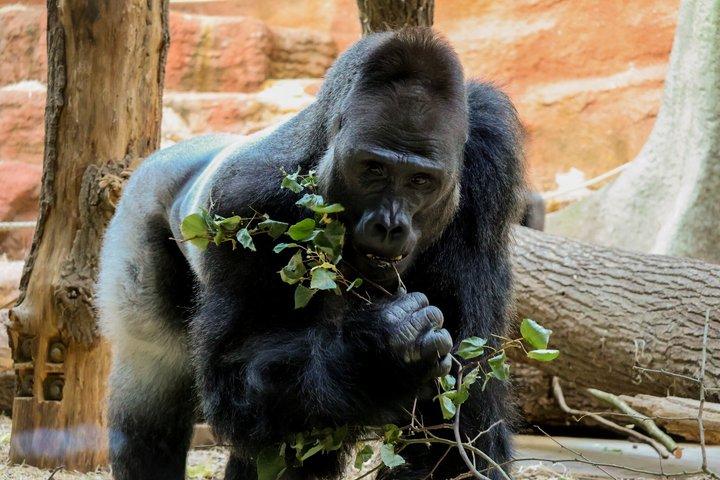 Prag Zoo-biljett med onlineljudguide