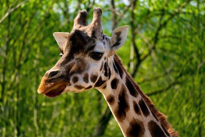 Prag Zoo-biljett med onlineljudguide