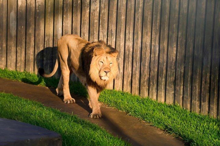 Prag Zoo-biljett med onlineljudguide