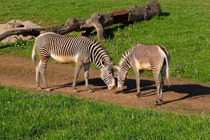 Prag Zoo Billet med Online Audio Guide