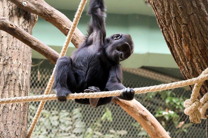 Prag Zoo Billet med Online Audio Guide