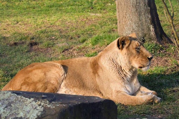 Prag Zoo Billet med Online Audio Guide