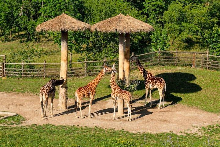 Prag Zoo Billet med Online Audio Guide