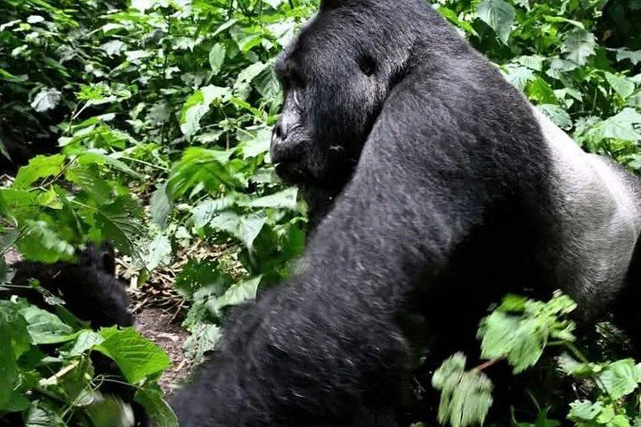 8 Days Uganda Safari including Chimpanzees and Gorillas