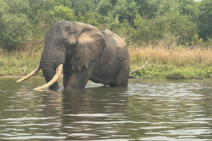 8 Days Uganda Safari including Chimpanzees and Gorillas