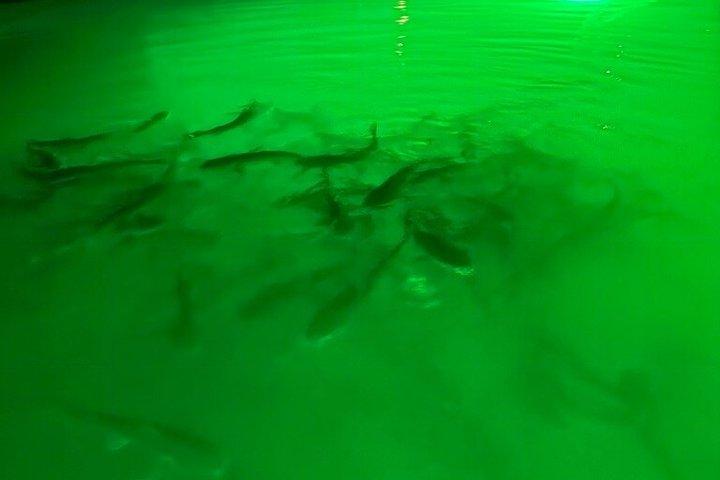 シャーキーズグラスボトムカヤックナイトツアー（魚の餌付け付き）