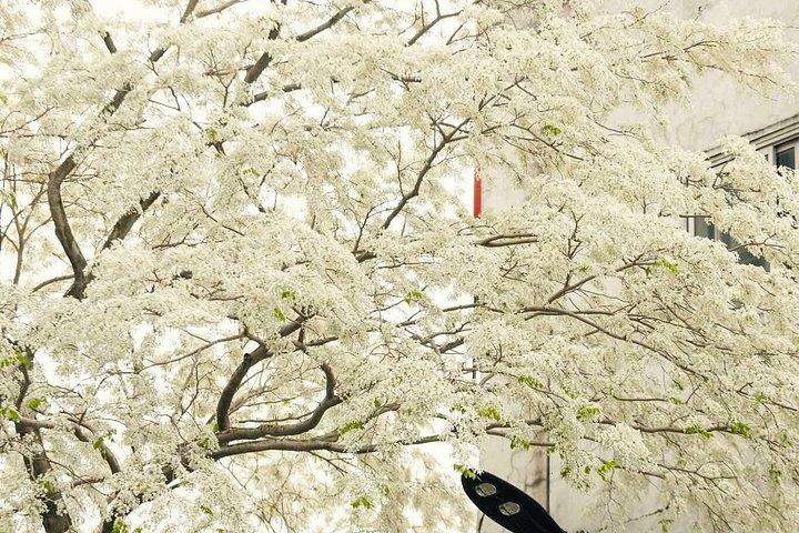 ハノイ市内サイクリングツアー：西湖、旧市街＆文化観光