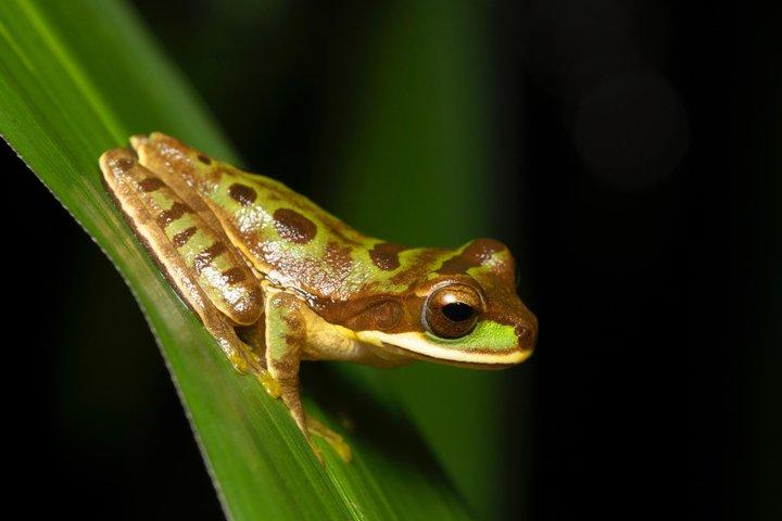La Fortuna Night Walk (Privat tur)
