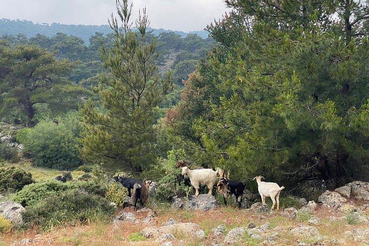 クレタ島 : Kroustas Forest Guided Hiking & Beach Swim