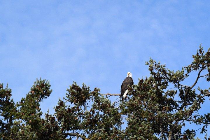 Observação de baleias de Friday Harbor