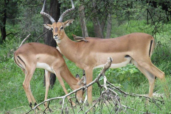 2-dages City Safari Game Drive og naturskønne bådsejlads