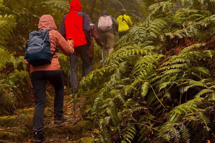 アナガ山脈と魅惑の森、テネリフェハイキングツアー