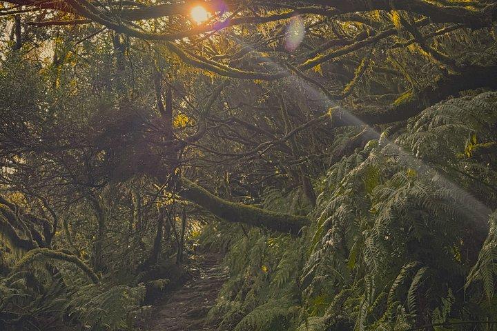 アナガ山脈と魅惑の森、テネリフェハイキングツアー