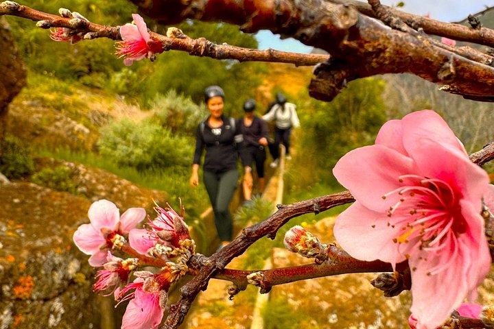 アナガ山脈と魅惑の森、テネリフェハイキングツアー