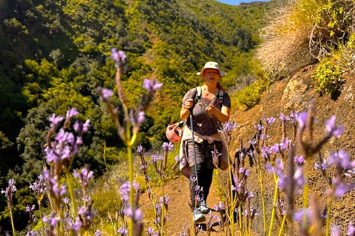 アナガ山脈と魅惑の森、テネリフェハイキングツアー