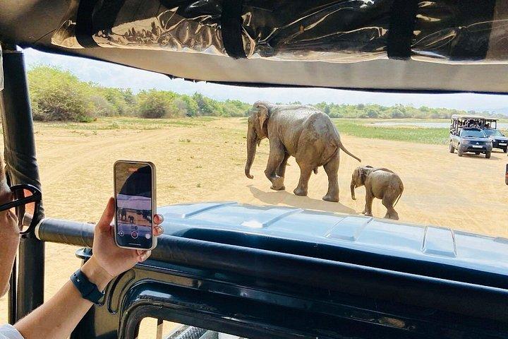 Safari tours in Udawalawa