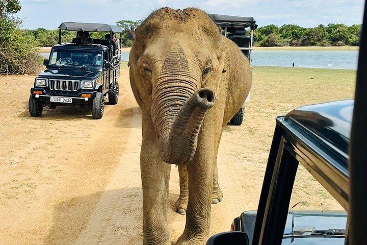 Safari tours in Udawalawa