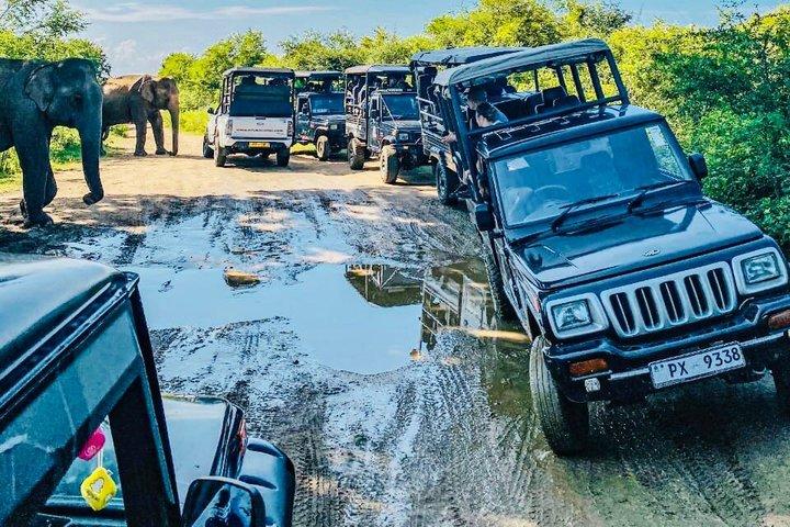 Safari tours in Udawalawa