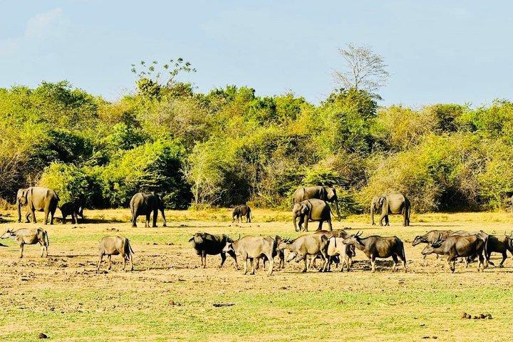 Safari tours in Udawalawa