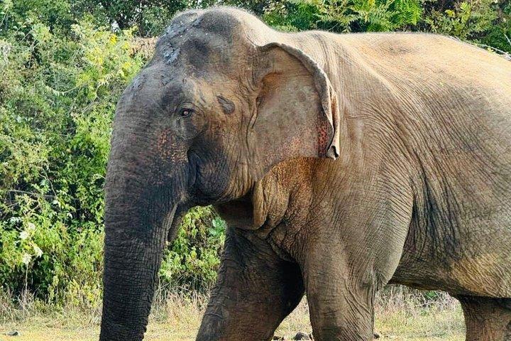 Safari tours in Udawalawa