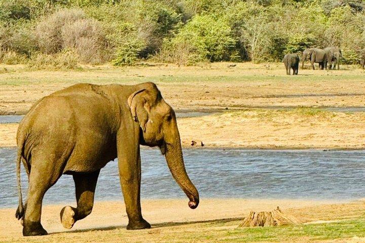 Safari tours in Udawalawa