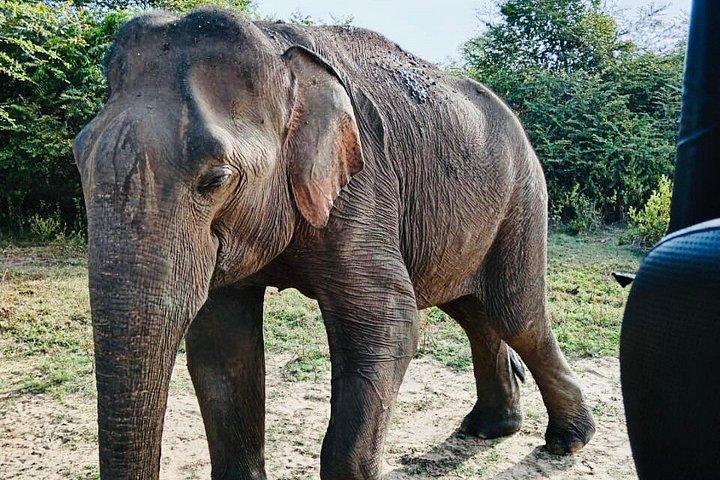 Safari tours in Udawalawa