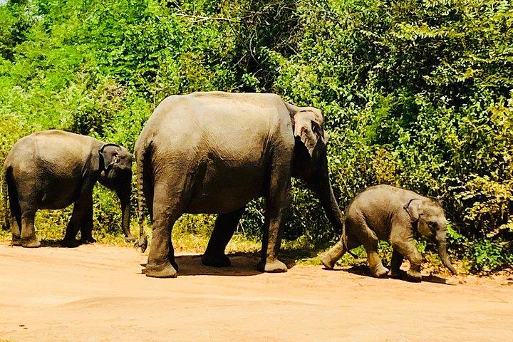 Safari tours in Udawalawa