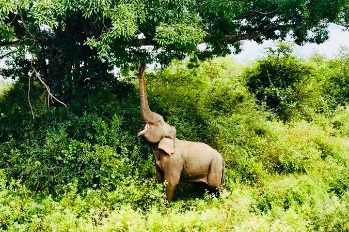 Safari tours in Udawalawa