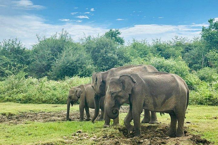Safari tours in Udawalawa