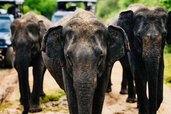 Safari tours in Udawalawa
