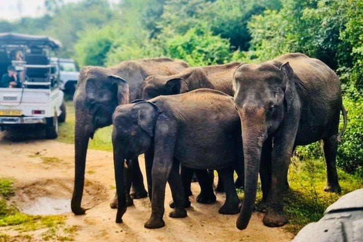 Safari tours in Udawalawa