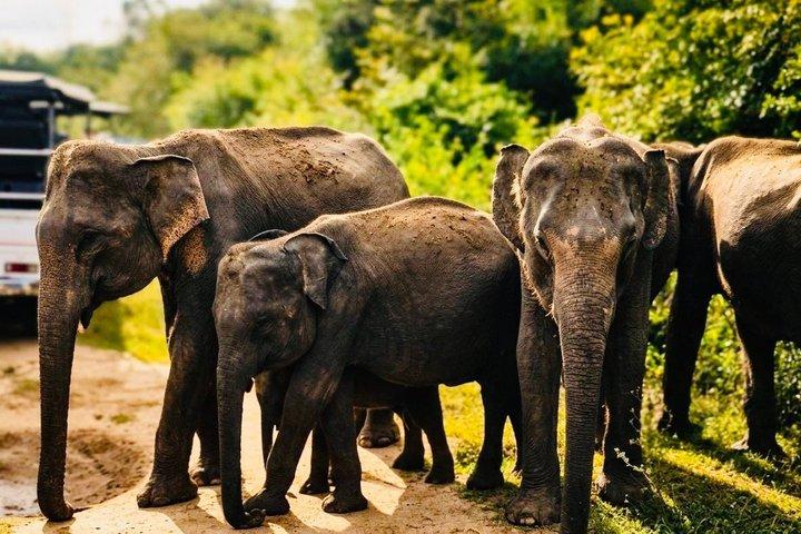 Safari tours in Udawalawa