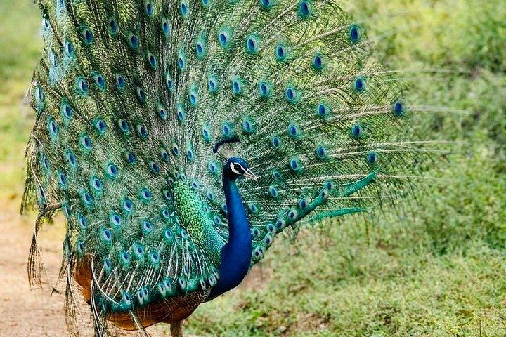 Safari tours in Udawalawa