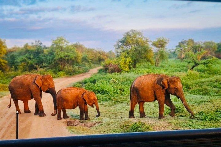 Safari tours in Udawalawa